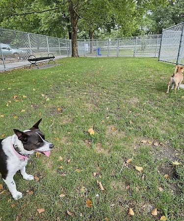 Gill Ave Dog Park - Methuen, MA