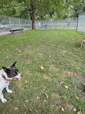 Gill Ave Dog Park - Methuen, MA