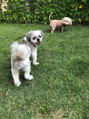 Sparta Pet Boarding & Daycare