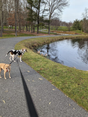 Meadowview Park