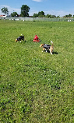 Middlebury Dog Park