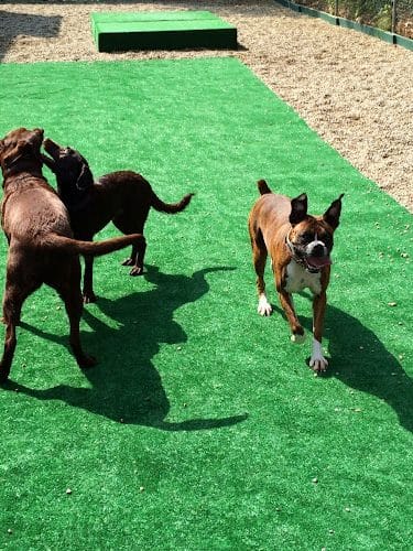McGrupp's Doggie Daycare