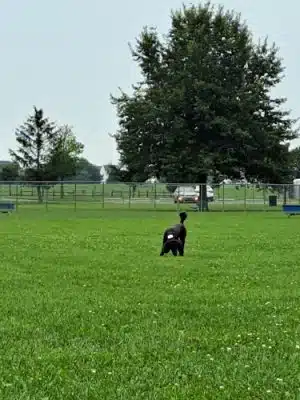 Charles E. Price Memorial Park Dog Park - Middletown, DE