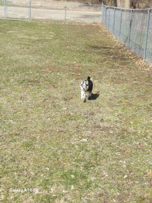 Middleville Bark Park Dog Park