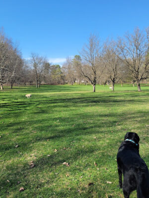 Midland Dog Park
