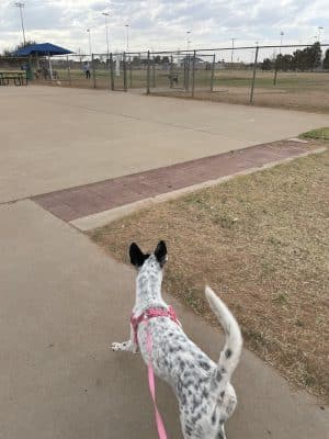 Hogan's Run Dog Park