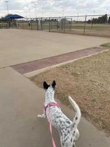 Hogan's Run Dog Park