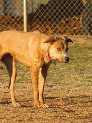 Hogan's Run Dog Park