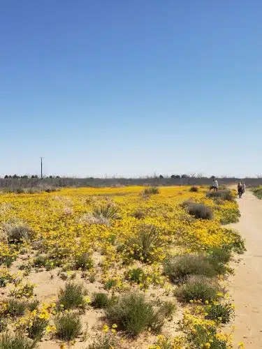 Hogan's Run Dog Park