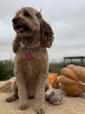 Hogan's Run Dog Park