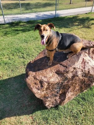 Waggin’ Trail Beal Dog Park