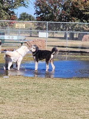 Waggin’ Trail Beal Dog Park