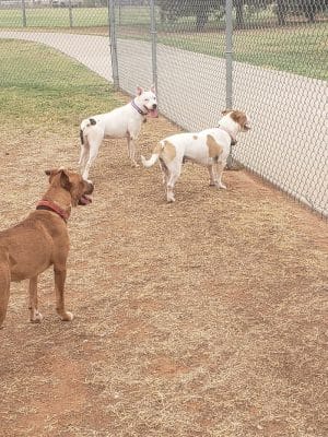 Waggin’ Trail Beal Dog Park