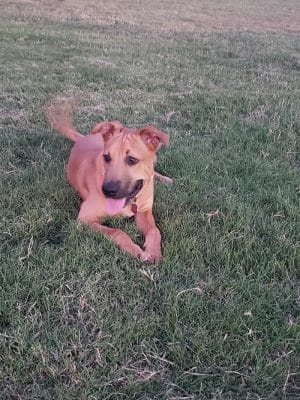 Waggin’ Trail Beal Dog Park