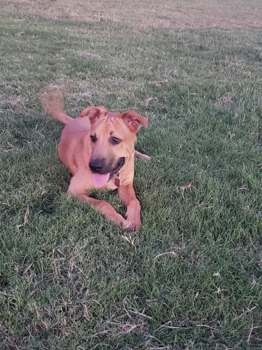 Waggin’ Trail Beal Dog Park