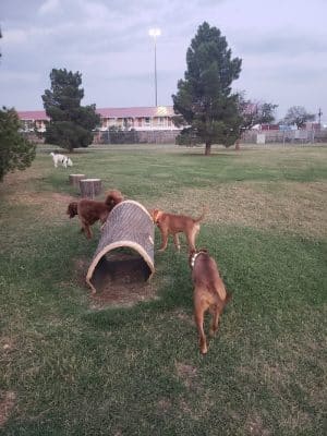 Waggin’ Trail Beal Dog Park