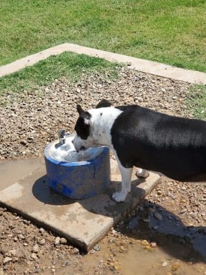 Waggin’ Trail Beal Dog Park