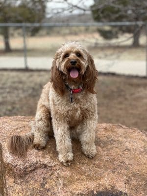 Waggin’ Trail Beal Dog Park