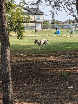 Midlothian Dog Park