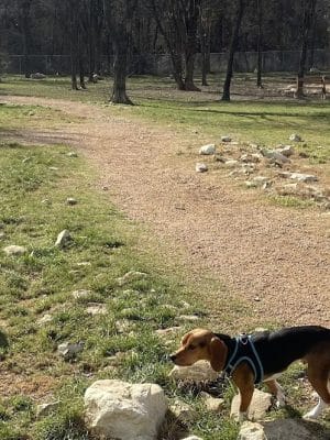 Midlothian Dog Park