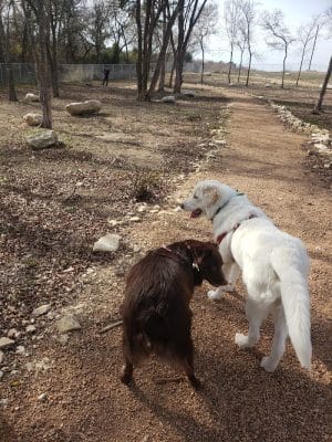 Midlothian Dog Park