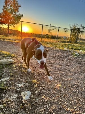 Midlothian Dog Park