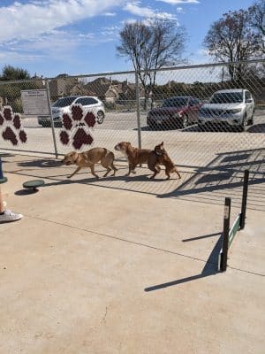 Midlothian Dog Park
