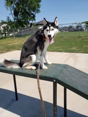 Midlothian Dog Park