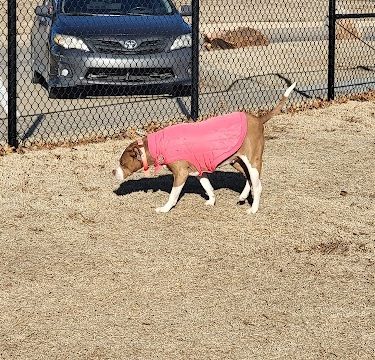 MWC Welcome Center Dog Park