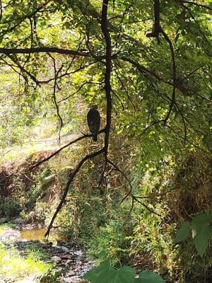 Palmer Loop - North Trailhead