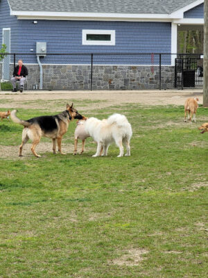 Eisenhower Dog Park