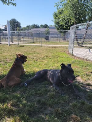Milford Dog Park
