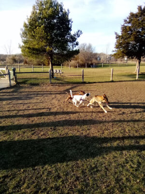 Milford Dog Park
