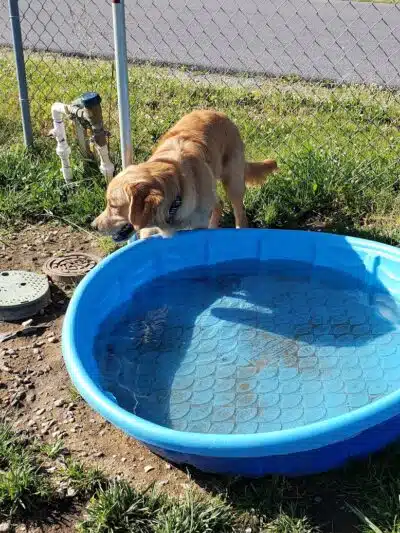 Milford Dog Park - Milford,