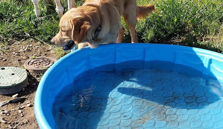 Milford Dog Park - Milford,