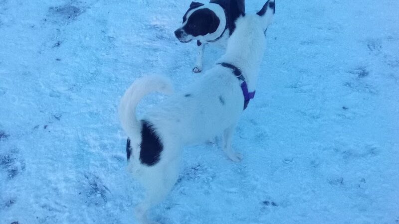 Milford Dog Park - Milford, MI