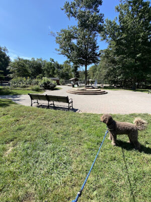 South Mountain Dog Park