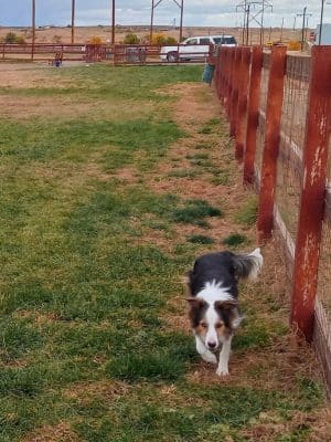 Milliken Dog Park