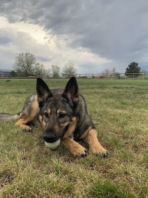 Milliken Dog Park