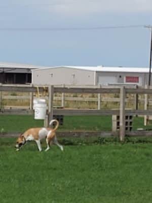 Milliken Dog Park