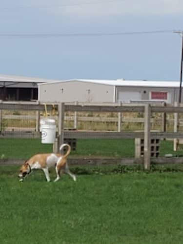 Milliken Dog Park - Milliken, CO