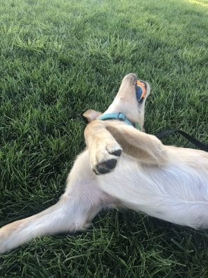 Milliken Dog Park