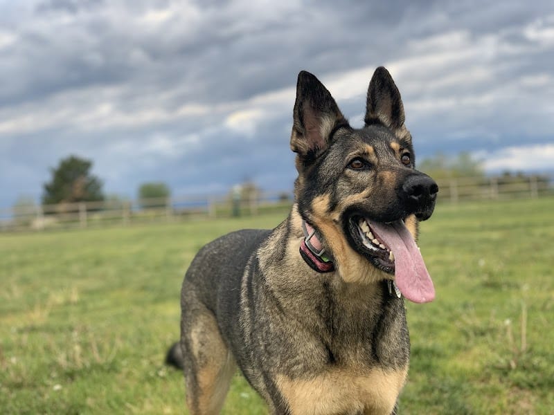 Milliken Dog Park - Milliken, CO