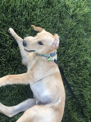 Milliken Dog Park