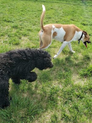 Milliken Dog Park