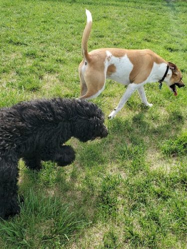 Milliken Dog Park - Milliken, CO