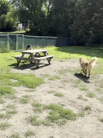 Millinocket Dog Park - Millinocket, ME