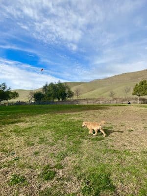 City of Milpitas Dog Park at Ed R. Levin