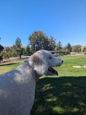 City of Milpitas Dog Park at Ed R. Levin