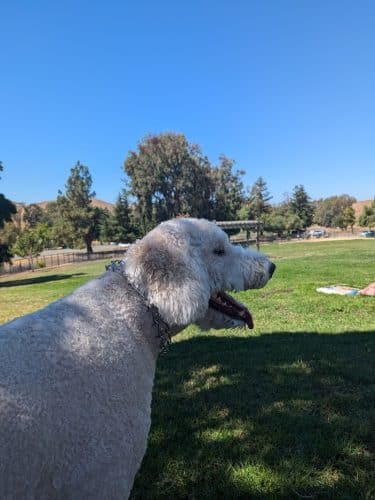 City of Milpitas Dog Park at Ed R. Levin